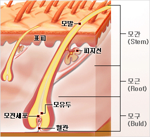 털의 구조